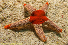 sea star